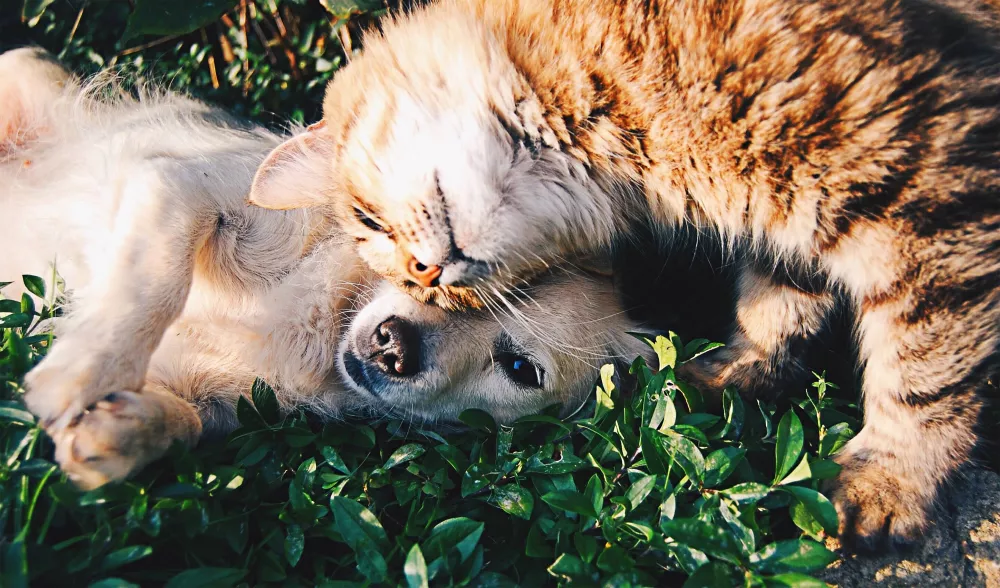 A playful moment between a fluffy orange tabby cat and a light-colored dog lying together on green grass. The cat affectionately rubs its head against the dog's face, while the dog gazes calmly at the camera. The scene captures a heartwarming display of friendship and companionship between the two animals in an outdoor setting.